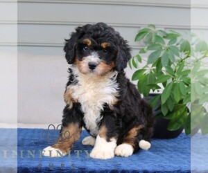 Bernedoodle (Miniature) Puppy for sale in NARVON, PA, USA
