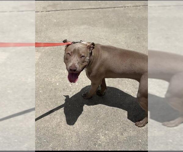 Medium Photo #1 American Staffordshire Terrier-Unknown Mix Puppy For Sale in San Antonio, TX, USA