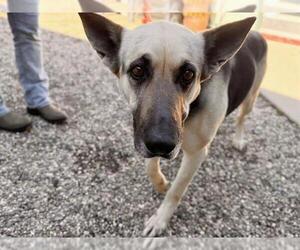 German Shepherd Dog Dogs for adoption in Santa Rosa, CA, USA