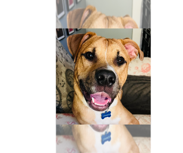 Medium Photo #36 American Staffordshire Terrier-Labrador Retriever Mix Puppy For Sale in Brewster, NY, USA