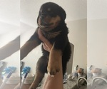 Small Photo #10 Rottweiler Puppy For Sale in PONTE VEDRA, FL, USA