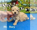 Image preview for Ad Listing. Nickname: Tiny Rory male