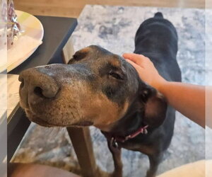 Doberman Pinscher Dogs for adoption in Buffalo, MN, USA