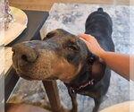 Small Doberman Pinscher