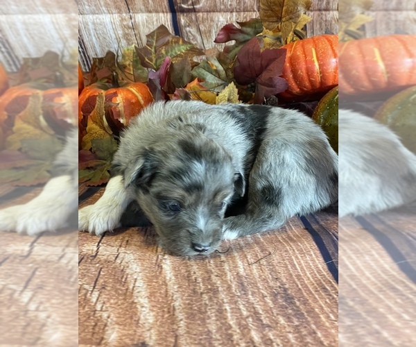 Medium Photo #2 Miniature Australian Shepherd Puppy For Sale in LA SALLE, CO, USA