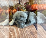 Small Photo #2 Miniature Australian Shepherd Puppy For Sale in LA SALLE, CO, USA