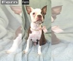 Small #1 Boston Terrier