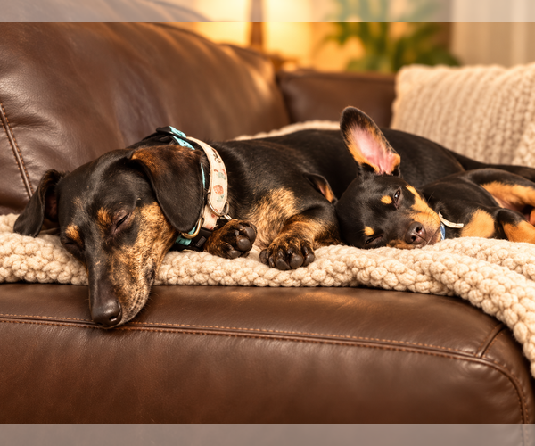 Medium Photo #3 Doxie-Pin Puppy For Sale in Los Angeles, CA, USA