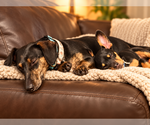 Small Photo #3 Doxie-Pin Puppy For Sale in Los Angeles, CA, USA
