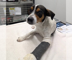 Mutt Dogs for adoption in Chico, CA, USA