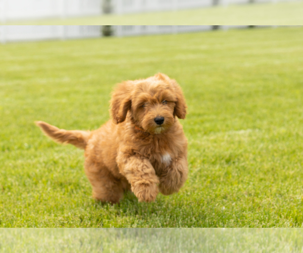 Medium Photo #6 Goldendoodle (Miniature) Puppy For Sale in WOLCOTTVILLE, IN, USA