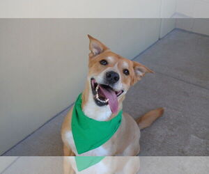 Labrador Retriever-Unknown Mix Dogs for adoption in McKinney, TX, USA