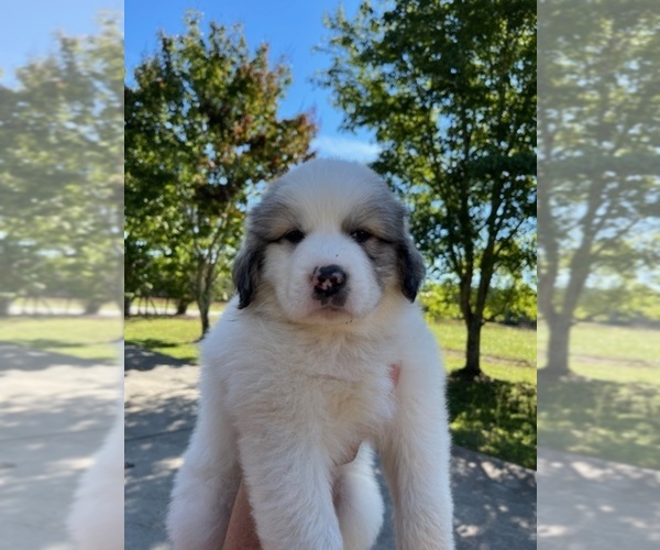 Medium Photo #4 Great Pyrenees Puppy For Sale in PICKENS, SC, USA