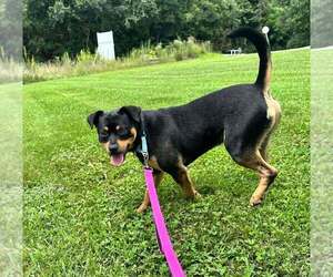 Mutt Dogs for adoption in Candler, NC, USA