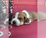 Image preview for Ad Listing. Nickname: Lola