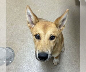 Mutt Dogs for adoption in Rockaway, NJ, USA