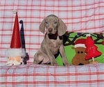 Small Photo #19 Weimaraner Puppy For Sale in NEWCASTLE, OK, USA