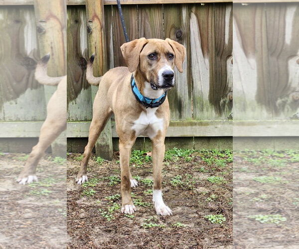 Medium Photo #4 Bloodhound Puppy For Sale in Westminster, MD, USA