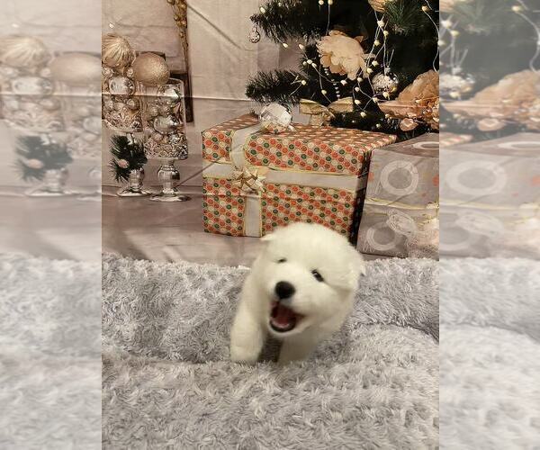 Medium Photo #5 Samoyed Puppy For Sale in DALY CITY, CA, USA