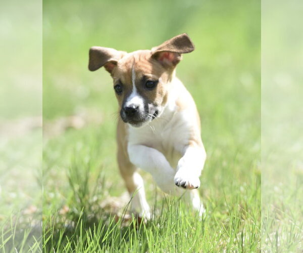Medium Photo #4 Australian Shepherd-Chihuahua Mix Puppy For Sale in Mechanicsburg, PA, USA