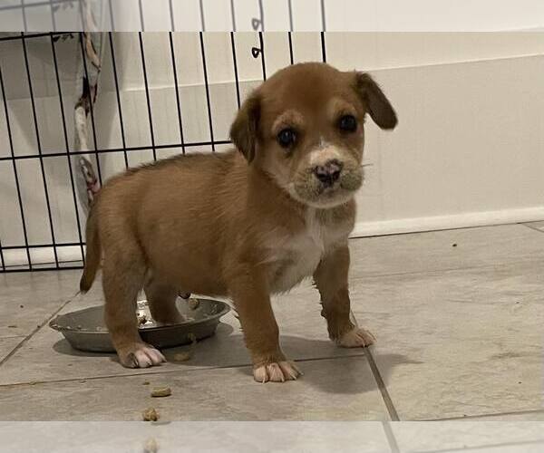 Medium Photo #2 Mutt Puppy For Sale in Mount Pleasant, SC, USA