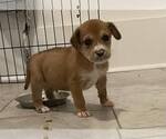 Small #1 Mutt