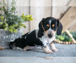 Small Photo #9 Dachshund Puppy For Sale in GREENWICH, OH, USA