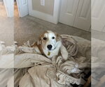 Small #7 Saint Bernard Mix