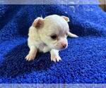 Small #9 Chihuahua