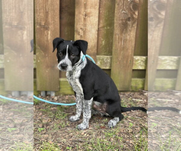 Medium Photo #10 Mutt Puppy For Sale in Euless, TX, USA
