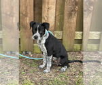 Small #9 Mutt