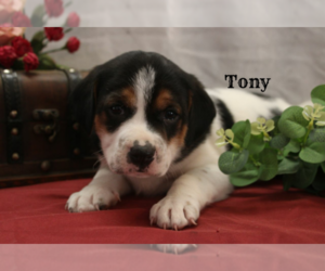 Beagle Puppy for sale in LOYAL, WI, USA