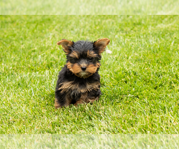 Medium Photo #2 Yorkshire Terrier Puppy For Sale in NAPPANEE, IN, USA