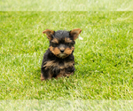 Small #1 Yorkshire Terrier