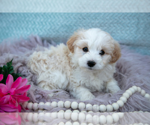 Medium Aussiedoodle Miniature 