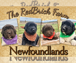 Newfoundland Litter for sale in PAYETTE, ID, USA
