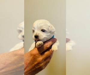 Maltipoo Puppy for sale in ROCK HILL, SC, USA
