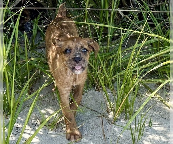 Medium Photo #2 Boxer-Poodle (Standard) Mix Puppy For Sale in WEST POINT, VA, USA