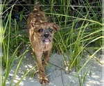 Puppy Pink Boxer-Poodle (Standard) Mix