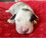 Small #3 Australian Shepherd