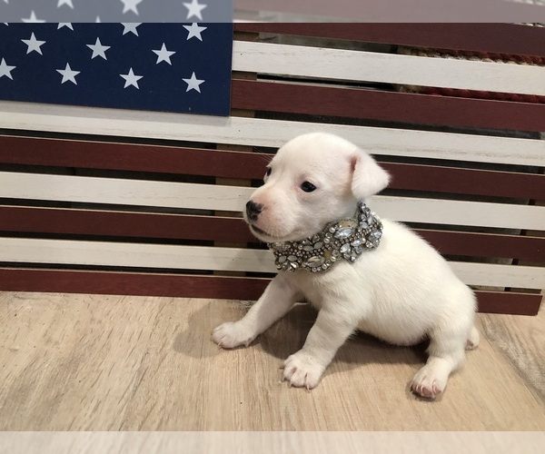 Medium Photo #21 Jack Russell Terrier Puppy For Sale in MABLETON, GA, USA