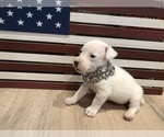 Small Photo #21 Jack Russell Terrier Puppy For Sale in MABLETON, GA, USA