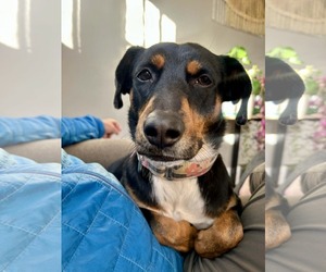 Lady - Female Australian Kelpie-Coonhound Mix Dog for Adoption - Photo #8