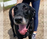 Small #8 Great Dane-Poodle (Standard) Mix