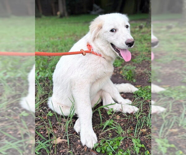 Medium Photo #9 Great Pyrenees Puppy For Sale in Spring, TX, USA