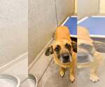 Small Photo #2 Labrador Retriever-Unknown Mix Puppy For Sale in Crystal, MN, USA