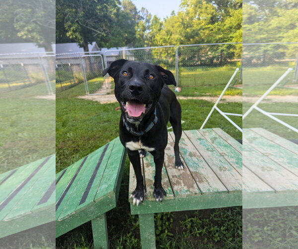 Medium Photo #3 Mutt Puppy For Sale in Calhoun, GA, USA