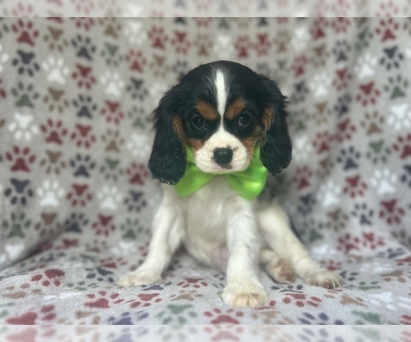 Medium Photo #2 Cavalier King Charles Spaniel Puppy For Sale in LAKELAND, FL, USA