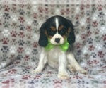 Small #1 Cavalier King Charles Spaniel