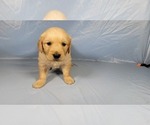 Small #4 Golden Retriever